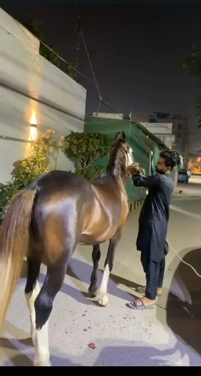 عرض تجريبي ٣ · الكميت، صورة خلفية