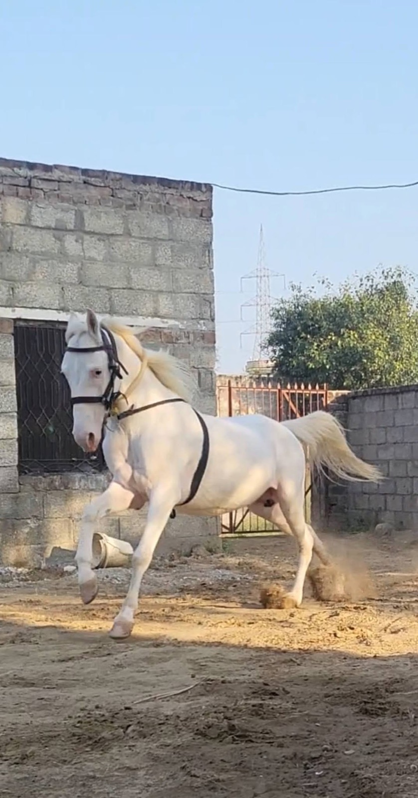 عرض تجريبي ٤ · الأبيض، صورة أمامية