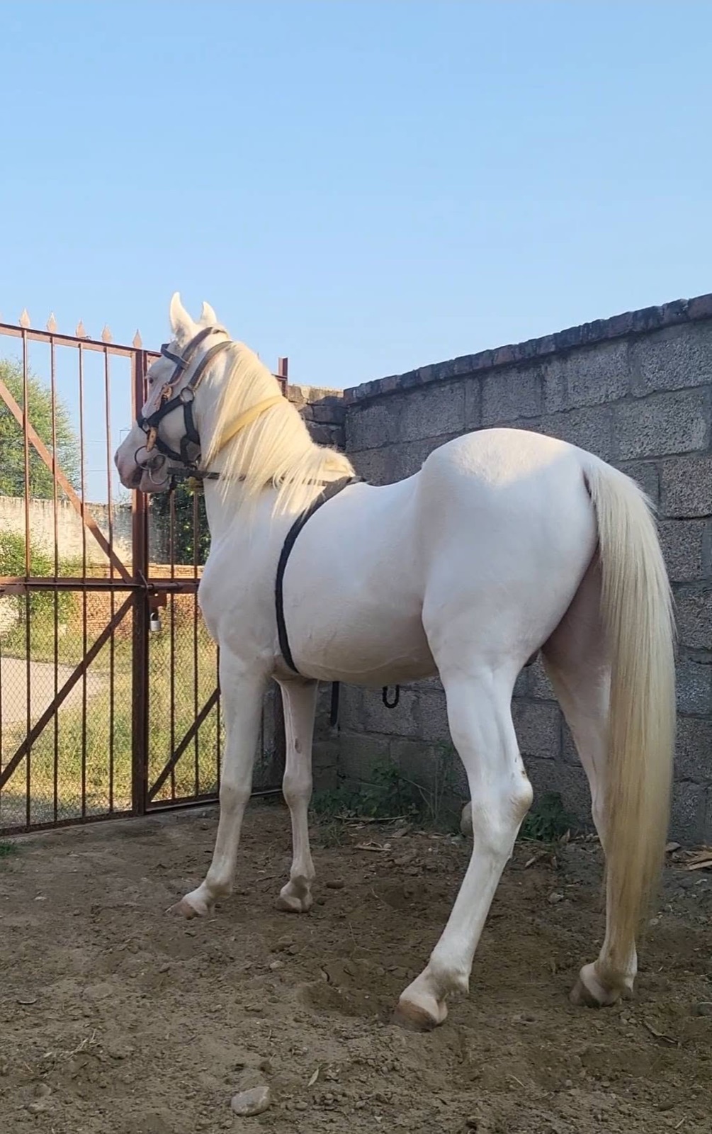 عرض تجريبي ٤ · الأبيض، صورة خلفية