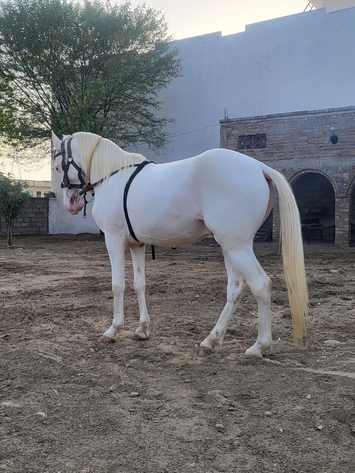 عرض تجريبي ٤ · الأبيض، الجانب الأيمن