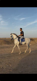 سنجار، صورة أمامية